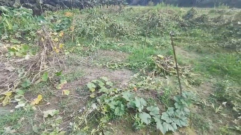 নওগাঁয় রাতের আঁধারে ৪.৫ বিঘা জমির ফসল নষ্ট, দিশেহারা কৃষক